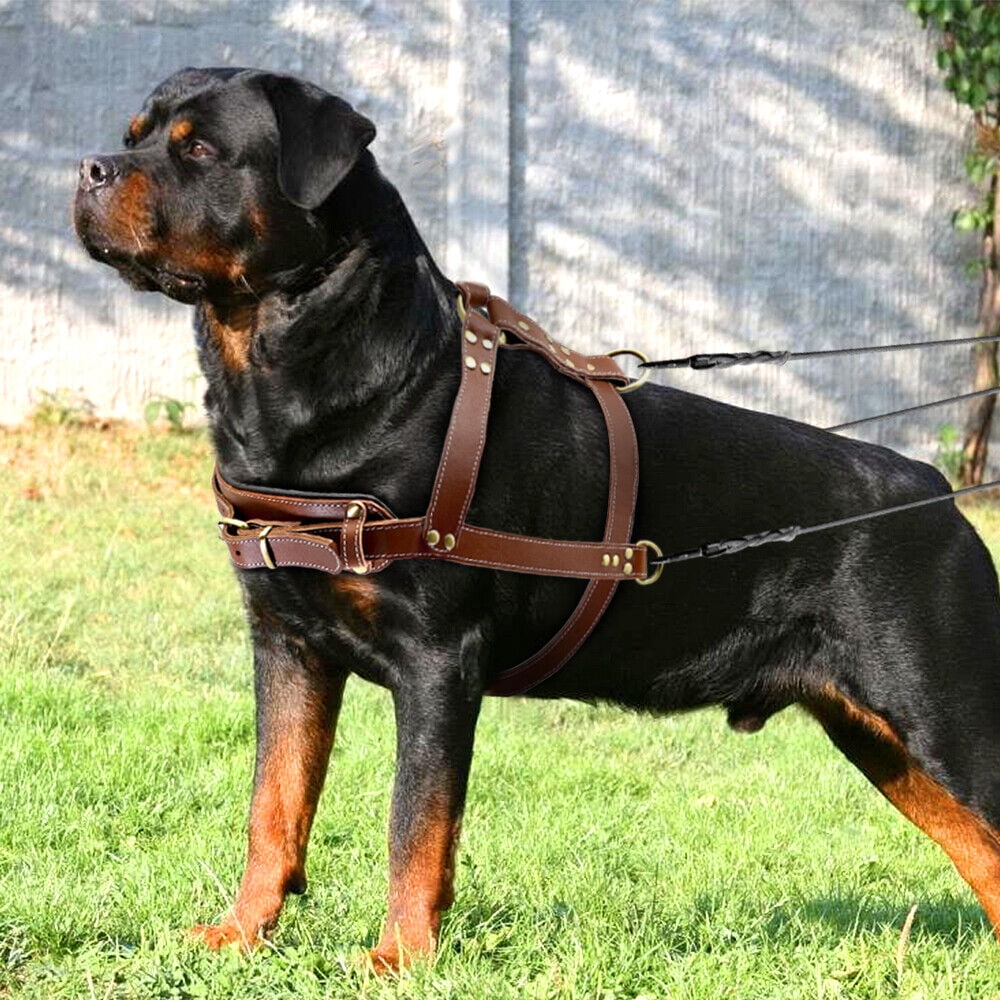 Didog Genuine Leather Dog Harness Strong Pulling Sledding Vest for Training Heavy Duty