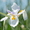 White, variant on Expert Gardener African Iris (2.5 Quart) White Blooming Evergreen Perennial - Full Sun Live Outdoor Plant
