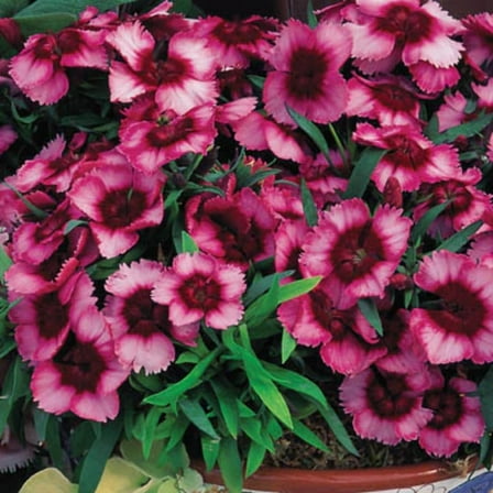 Dianthus Super Parfait Raspberry F1 Seed