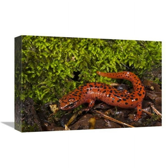 12 x 18 in. Red Salamander, Native to the Southeastern United States Art Print - Pete Oxford