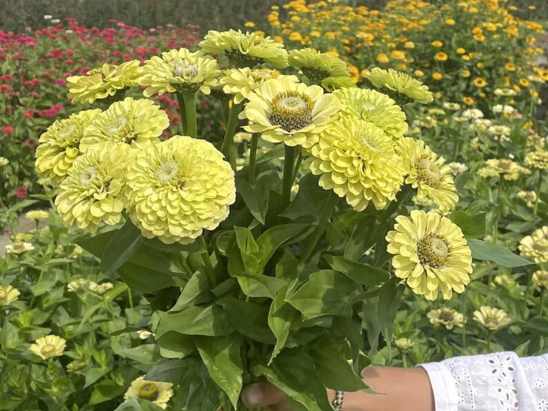30 Zinnia Seeds -, Open-Pollinated Flower Seeds Mix for Planting