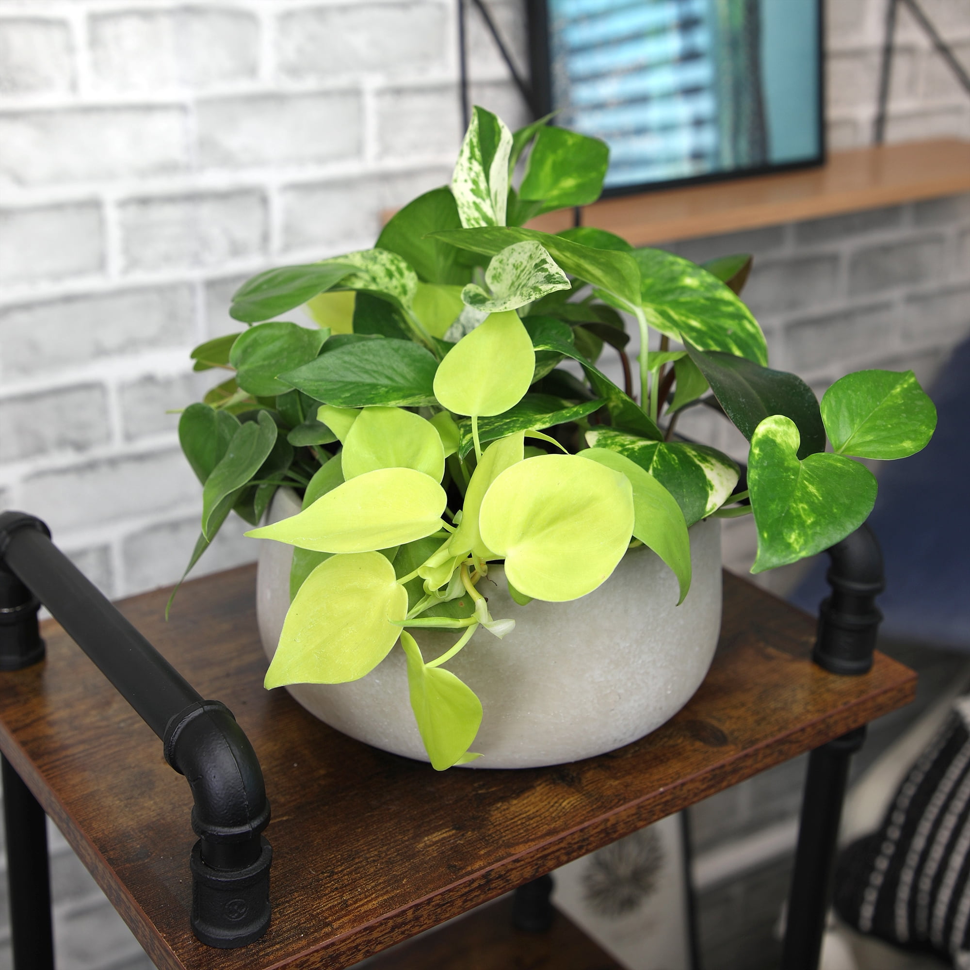 Element Live Pothos Variety Pack, 2in Grower Pots, Easy Care (6 Count)