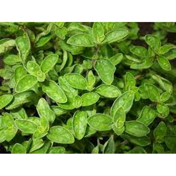 3 Greek Oregano Culinary Herb Plants in 4" Pots---Punch up your Sauces, Pesto, Burgers and More!!!