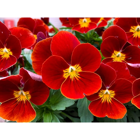 50 RED & YELLOW PANSY Violet Viola Wittrockiana Flower Seeds
