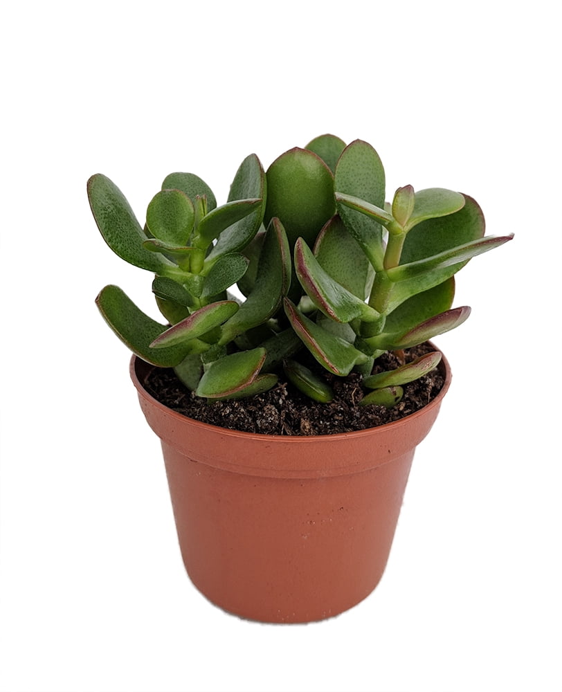 Mini Leaf Jade Plant Crassula Easy to Grow 3" Pot