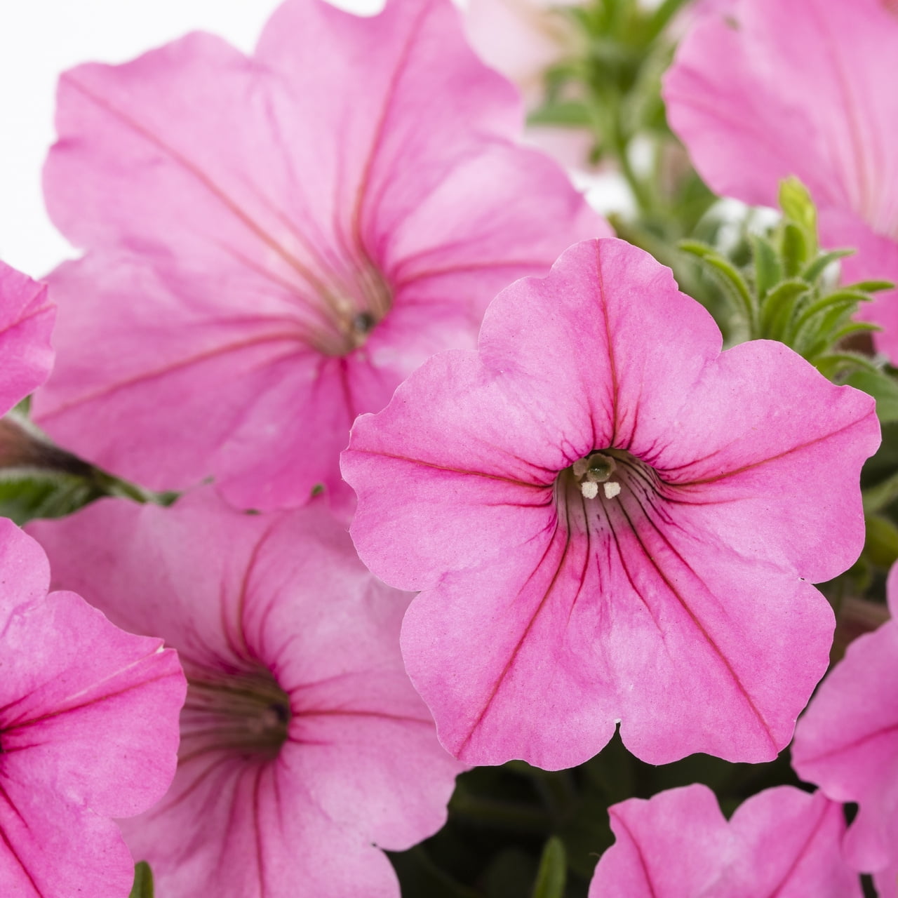Proven Winners 1.5PT Pink Petunia Live Annual Plant Sun 5-Pack