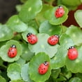 thumbnail image 6 of NICEXMAS 200Pcs Red Ladybird Decor Figurines for Home Office Car Plant Decoration, 6 of 8