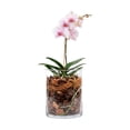 thumbnail image 3 of Sustrato Para Orquídeas 2lts Corteza De Pino Y Fibra De Coco, 3 of 3