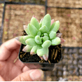 thumbnail image 3 of Echeveria 'Irish Mint' Succulent Live Plant 2 Inch for Indoor Outdoor Home Office Garden Decor, 3 of 6