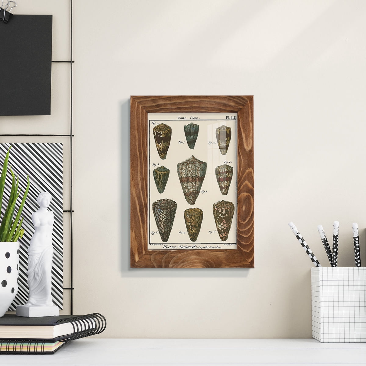Cone Shell pl. 318 -Framed Print w/glass-Walnut