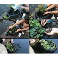 thumbnail image 2 of Aquascape Lot Flottant pour Plantes, 2 of 4