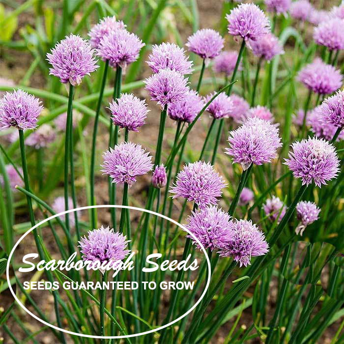 Herbal Seeds Hardy Perennial Flower Seeds Vegetable Seeds 100pcs Organic Garlic Pink