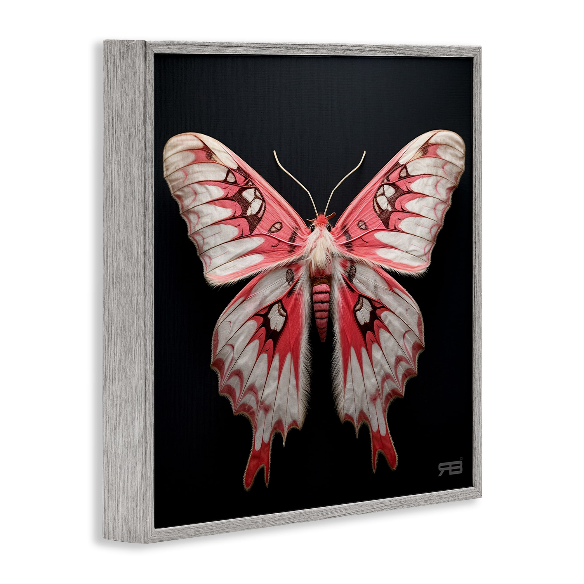 Stupell Industries Red & White Moth Animals & Insects Painting Gray Framed Art Print Wall Art, 24 x 24