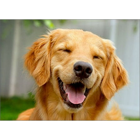 Golden Retriever Stationery - Avanti Press Smiling Golden Retriever Funny / Humorous Dog Birthday Card