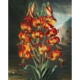thumbnail image 2 of Thornton, Robert John 12x14 Gold Ornate Wood Framed with Double Matting Museum Art Print Titled - The Superb Lily from The Temple of Flora, 2 of 4