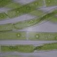 thumbnail image 3 of Microspora, Living Green Algae Culture, Sufficient Materials For 30 Students, 3 of 3