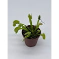thumbnail image 4 of Carnivorous Plant in 2 inch Pot, Perennial Living Bug Catcher Tiny Mini Pixie Plant, 4 of 8