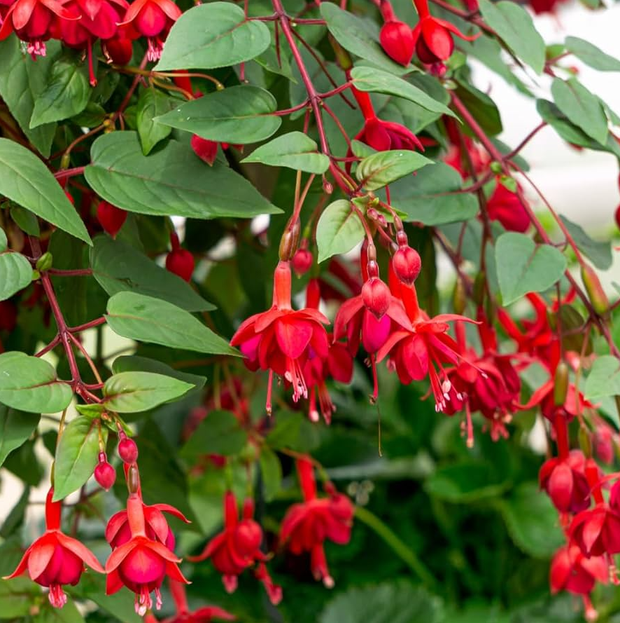 Fuchsia Marinka Plant Live in 4-6 Inc Tall, Hanging Basket Flower, Hardy Red Fuchsia Vine for Shade Gardens, USDA Zones 8-11