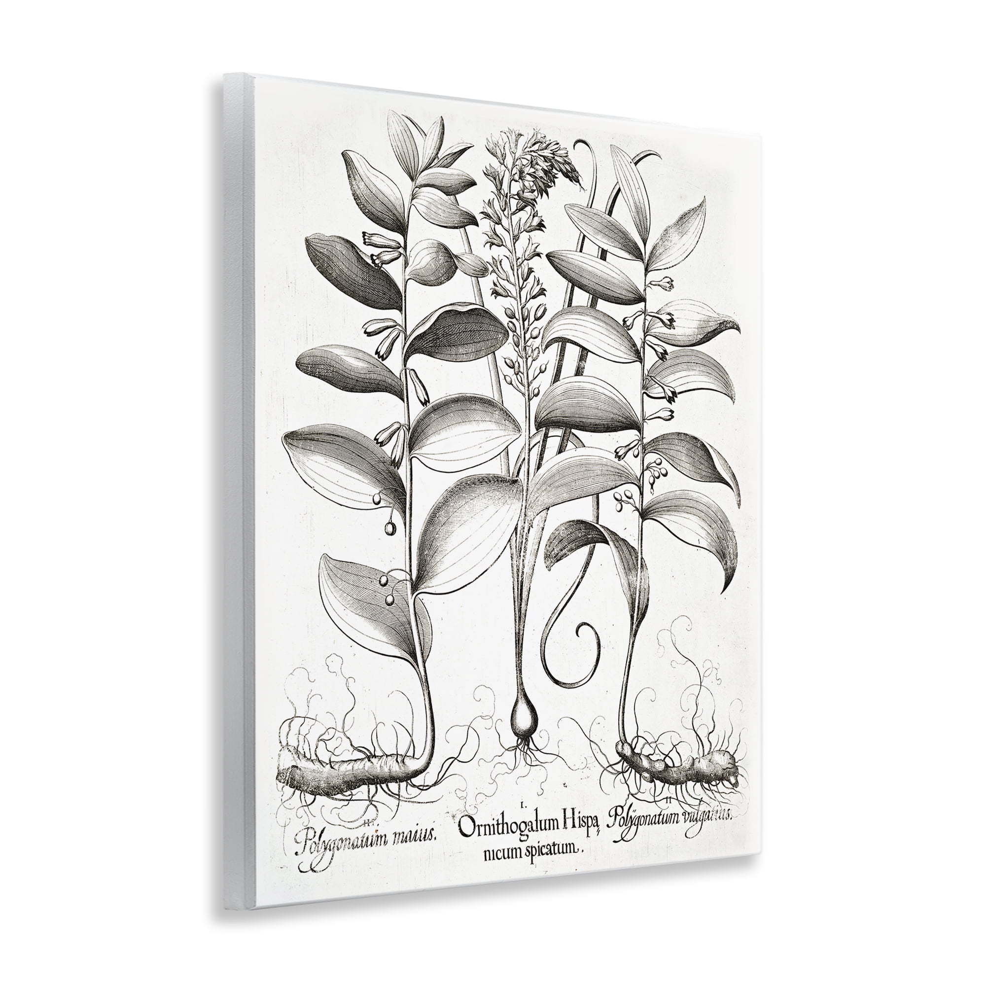 Vintage Botanical Root Study Wall Plaque Art, design by Lettered and Lined