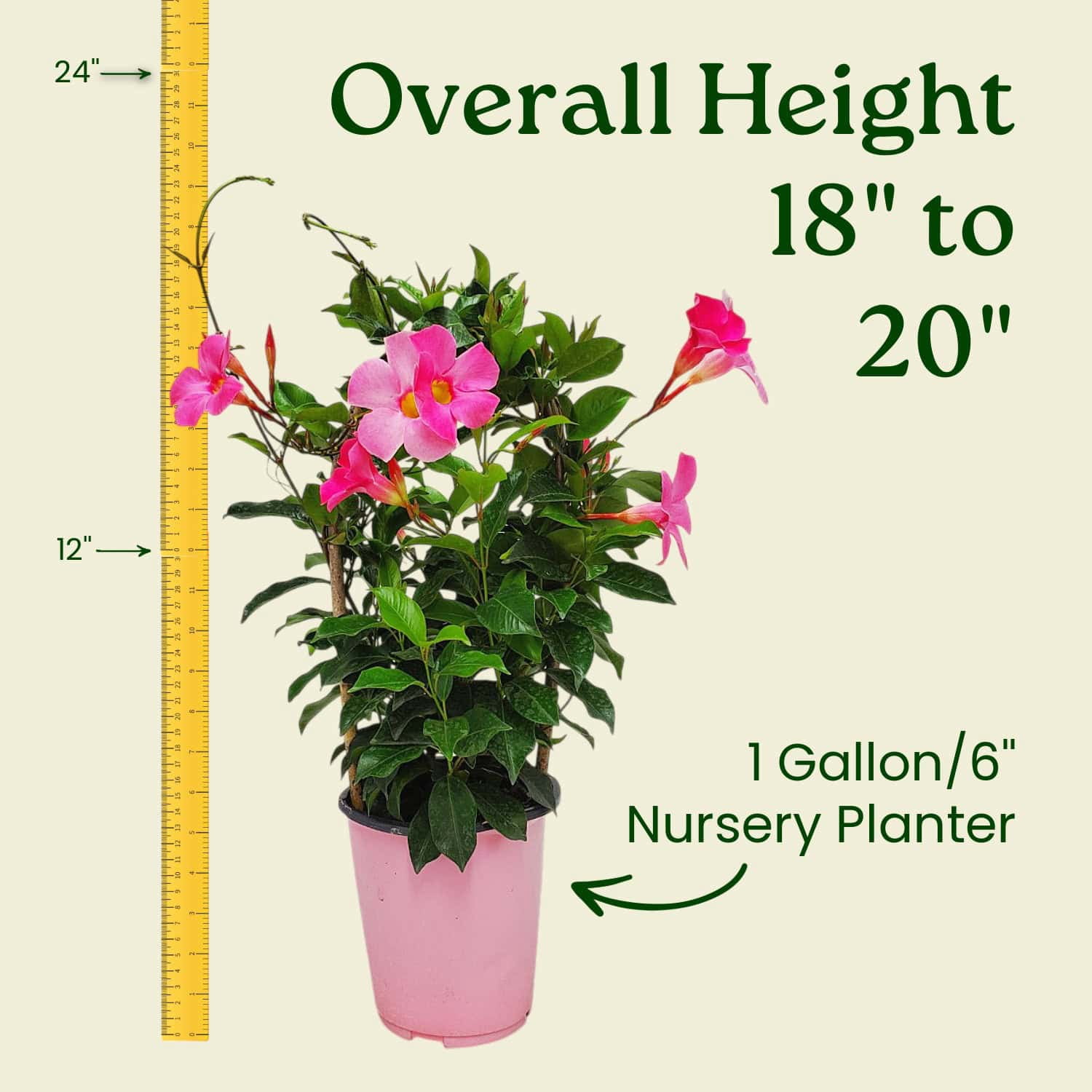 Tropical Plants of Florida 20" Pretty Pink Dipladenia Live Plants in 6" Planter