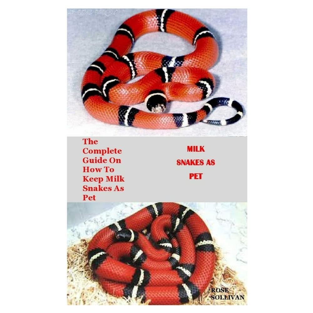 Milk Snakes as Pet The complete guide on how to keep milk snakes as