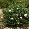 thumbnail image 2 of Southern Living October Magic Shi Shi Camellia Live Shrub in 2.5-Quart Grower Pot, 2 of 6
