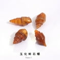 thumbnail image 1 of Miangastore 6pcs Agate Snail Conch Specimen Rare Ancient Gastropod For Education Geology Science Teaching And Collecting Unique Shell Shapes, 1 of 8