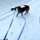 thumbnail image 5 of Correa larga para perros ZALER, de entrenamiento impermeable, 6 pies, 10 pies, 15 pies, 20 pies, 30 pies y 50 pies, 5 of 9