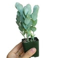 thumbnail image 4 of Kalanchoe Panamensis - Kalanchoe Marnieriana (4"+ Clay Pot) - Tiny, Lovely, Easy to Care Succulent for Beginners - Live Healthy Succulent for Home Office, 4 of 9