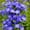 C, variant on Clematis, Low Maintenance - Easy Grow - Ideal for Beds Borders, Plant Pots & Planters