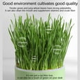 thumbnail image 3 of Hydroponic Cats Grass Planter, at Grass Planter(No Seeds Included), Cat Grass Kit for Indoor Cats, Wheat Grass Growing Cup with Removable Tray, Easy to Grow Cat Grasses Growing, 3 of 6