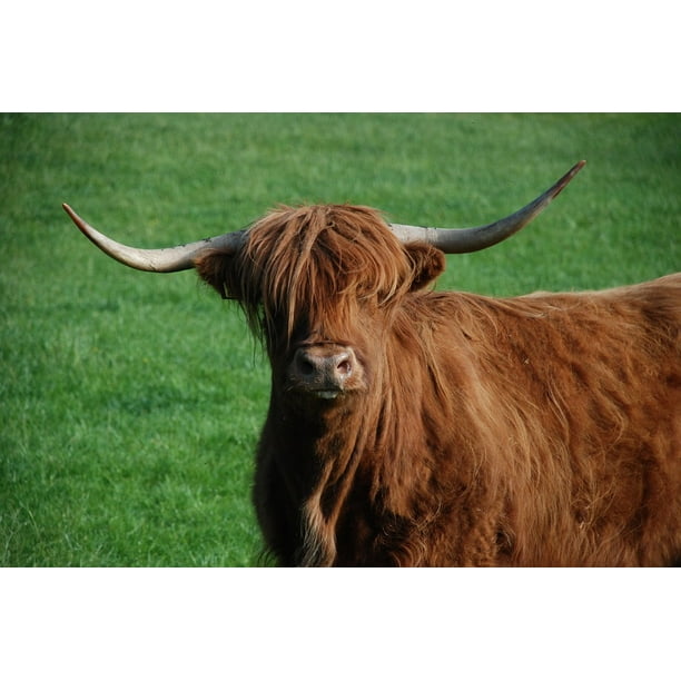 Beef Highland Cattle Cow Highlandrind Highland Beef12 Inch By 18 Inch