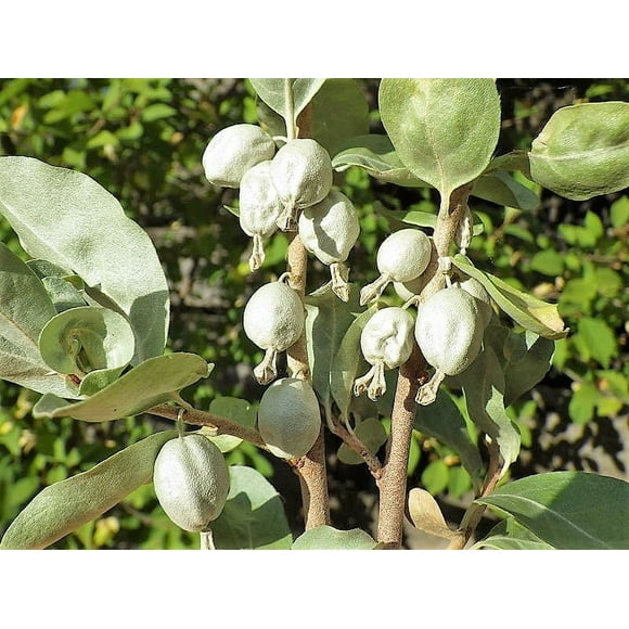 10 AMERICAN SILVERBERRY Elaeagnus Commutata aka Wolf Willow Wolfberry Wild Olive Berry Fruit Shrub Seeds