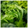 thumbnail image 2 of Everwilde Farms - 1 oz Organic Roquette Arugula Herb Seeds - Gold Vault Bulk Seed Packet, 2 of 3