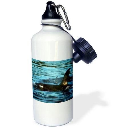 3dRose Killer Whales or Orca, San Juan Islands, Washington - US48 KSC0024 - Kevin Schafer, Sports Water Bottle, (Best Camping San Juan Islands)
