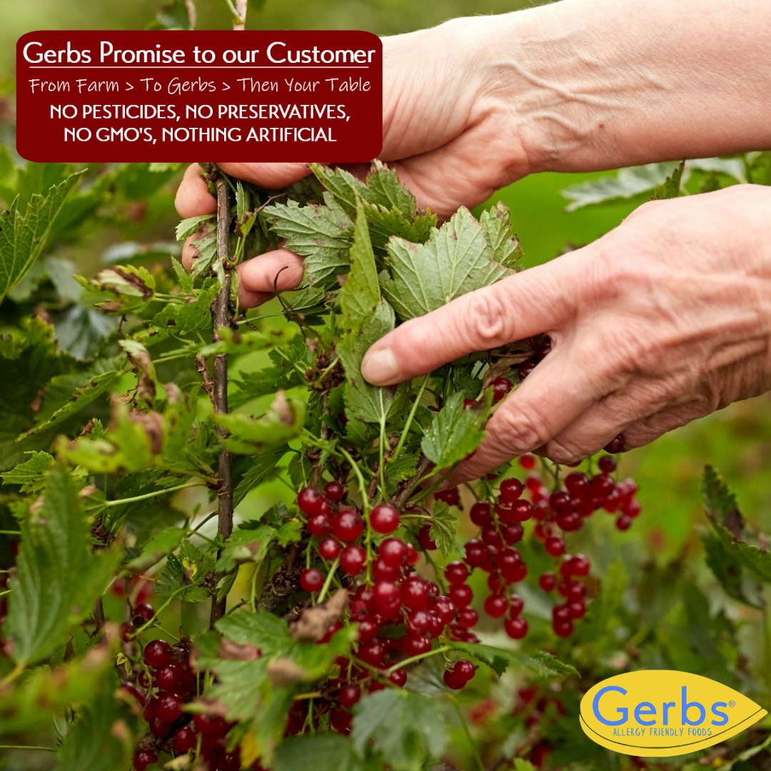 Dried Black Zante Currants by Gerbs - 2 LBS - Unsulfured - Top 14 Food Allergen Free & NON GMO - No Sugar Added