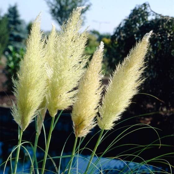 Dwarf Pampas Grass  3 Live Plants  Cortaderia Selloana Pumila  Compact Low Maintenance Drought Tolerant Ornamental Grass
