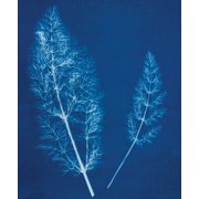 Cyanotype Set
