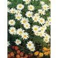 thumbnail image 3 of Burpee Silver Princess Shasta Daisy Perennial Flower Seed, 1-Pack, Full Sun, 3 of 3