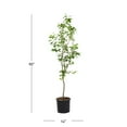 thumbnail image 3 of Expert Gardener Ruby Sweet Plum Live Tree in 3.75-Gallon Grower Pot, 3 of 7