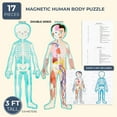 thumbnail image 5 of 3 ft Large Magnetic Human Body Puzzle for Kids - Double-Sided Skeleton Floor Puzzles for Learning Anatomy, Body Parts Organs Model, 5 of 10