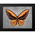 thumbnail image 2 of Reynolds, Richard 24x19 Black Modern Framed Museum Art Print Titled - Wallaces Golden Birdwing, 2 of 5