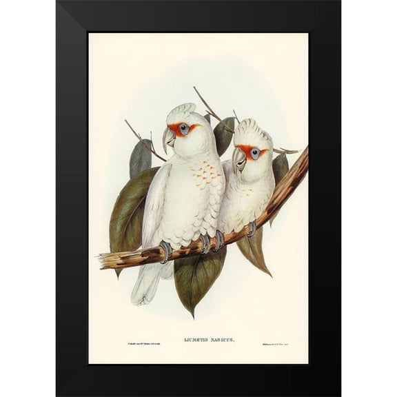 Gould, John 11x14 Black Modern Framed Museum Art Print Titled - Long-billed Cockatoo-Licmetis nasicus