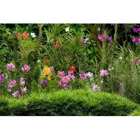 Flower Bed National Orchid Garden Singapore Poster Print by Cindy Miller Hopkins - 34 x 23 in.