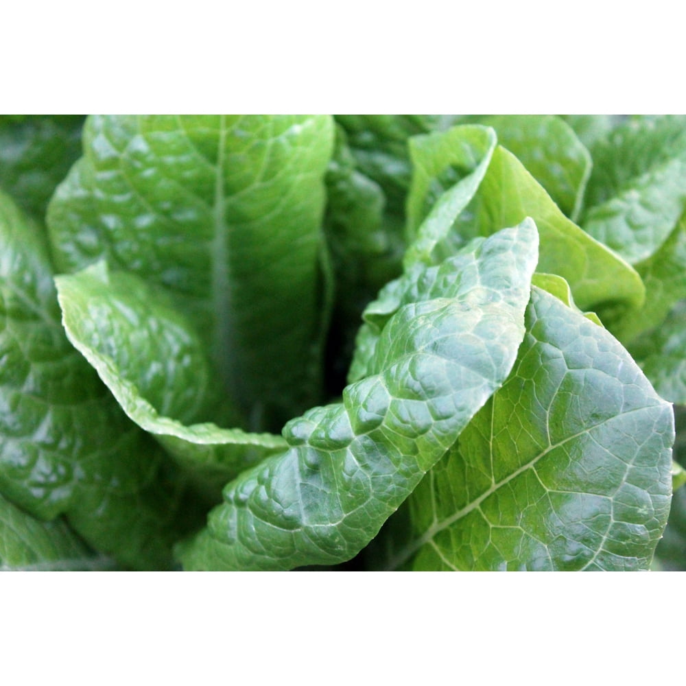 SEED Pack = Southern Collard Greens 100 seeds! Heirloom Garden