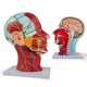 thumbnail image 1 of Life-Size Human Anatomy Model of the Head and Neck, 1 of 1
