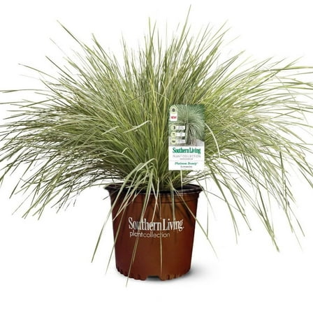 Southern Living Platinum Beauty Lomandra 'Mat Rush' Live Shrub in 2.5-Quart Grower Pot