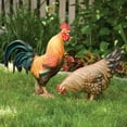 thumbnail image 2 of Bits and Pieces 17" Tall Farmhouse Chicken Garden Statues, Hand-Painted, Durable, Weather-Resistant, Life-Sized, 2 of 5