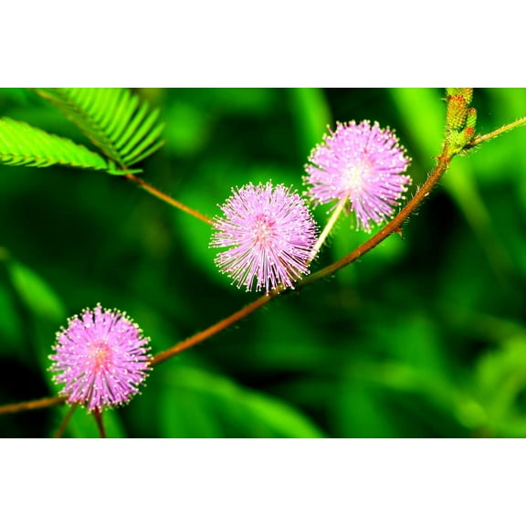 100 Sensitive Plant Seeds for Planting - Exotic Flower Seeds - Mimosa Pudica, Moving Plant, Shy Plant, Shameful Plant, Touch-me-not Made in USA, Ships from Iowa