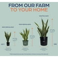 thumbnail image 3 of Nature's Way Farms Sansevieria Laurentii Live Plant (25-30 inches tall) in growers pot, 3 of 5